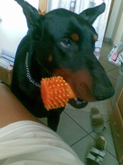 Dobermannrüde Pascal