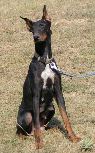 Dobermannhündin Alpina