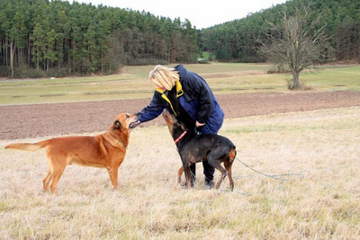 Dobermannhündin Lotti