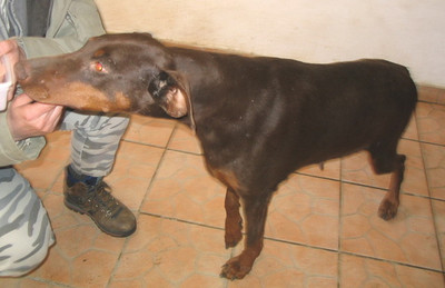 Dobermannhündin Gina