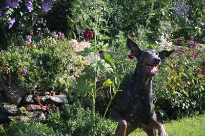 Dobermannhündin Lotti