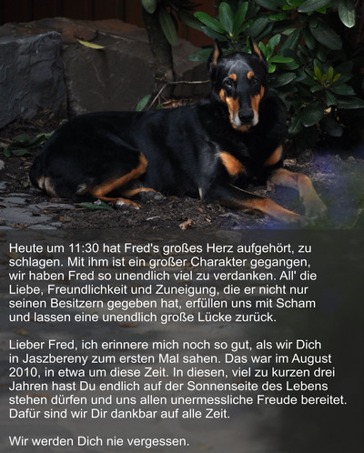 Dobermannrüde Fred RIP