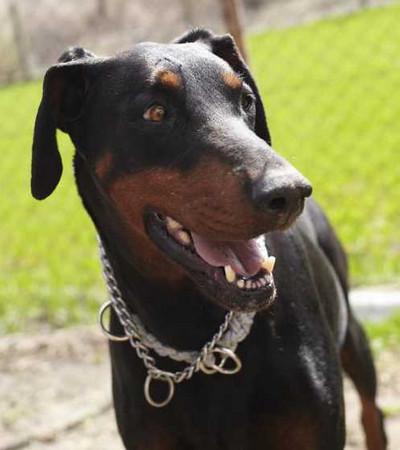 Dobermannhündin Jenny