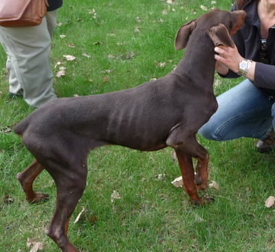 Dobermannrüde Clyde