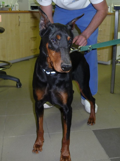 Dobermannhündin Bella