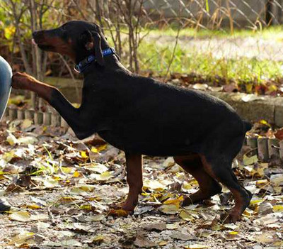 Dobermannhündin LILO