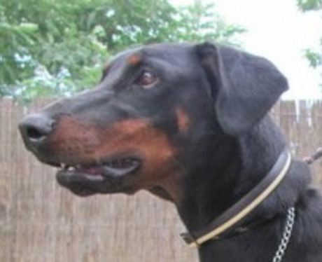 Dobermannhündin Niki