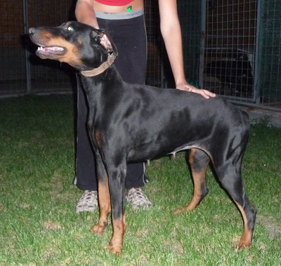 Dobermannhündin Bonnie