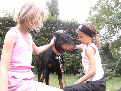 Dobermannhündin Samira