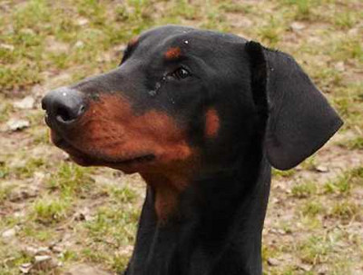 Dobermannrüde GUCCI