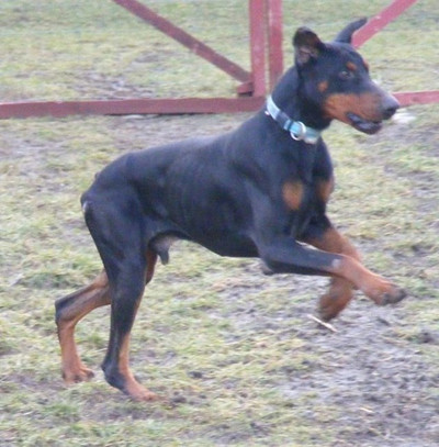 Dobermann-Rüde Bruno