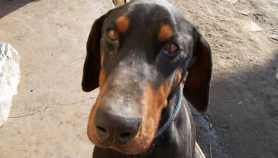 Dobermannrüde Wilson