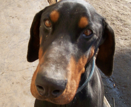 Dobermannrüde Wilson