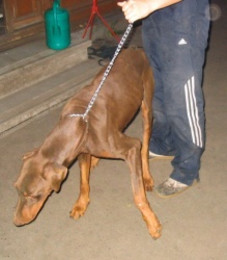 "Akkim" aus der Hundefängeranlage Szekesvehervar