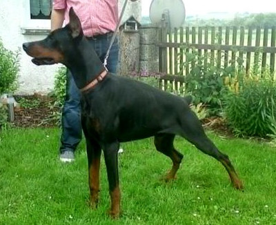 Dobermannrüde Connor