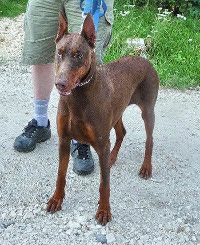 Dobermannhündin Deborah