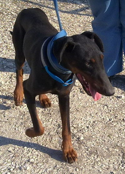 Dobermannrüde Higgins