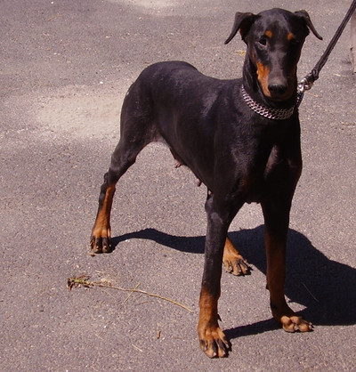 Dobermannhündin Montana