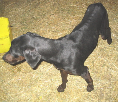 Dobermann-Viszla-Mixhündin Evita