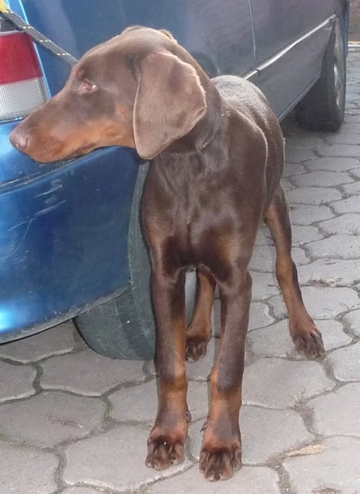 Dobermannrüde Falco