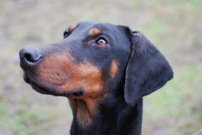 Dobermannhündin Sissy