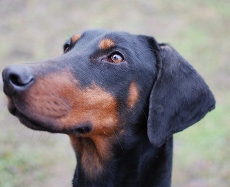 Dobermannhündin Sissy