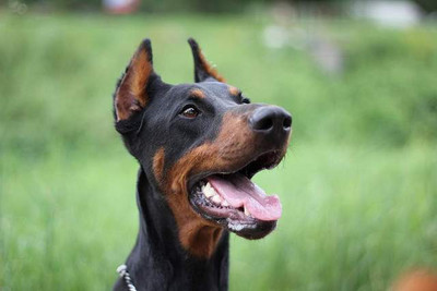 Dobermannhündin Masni