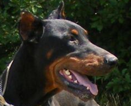 Dobermann-Rüde Armani