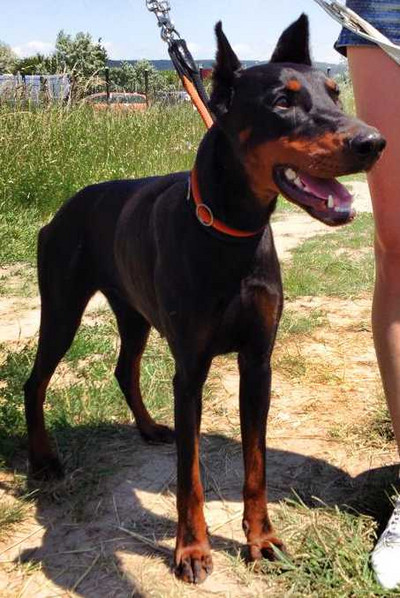 Dobermannhündin BRENDA