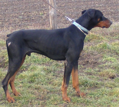 Dobermann-Rüde Bruno