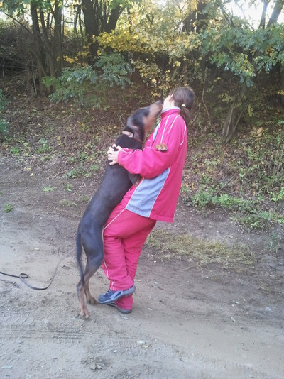 Dobermannrüde Kevin
