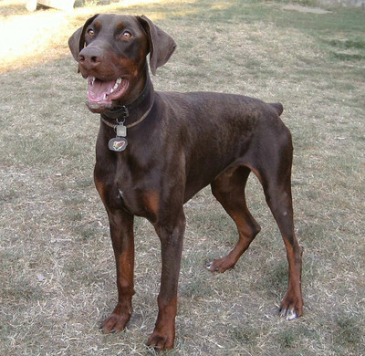 Dobermannrüde Paddington