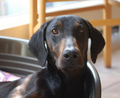 Dobermann-Viszla-Mixhündin Evita