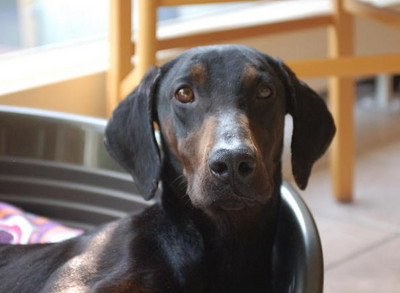Dobermann-Viszla-Mixhündin Evita