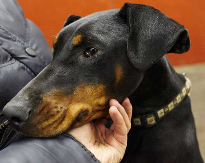 Dobermannhündin LIV