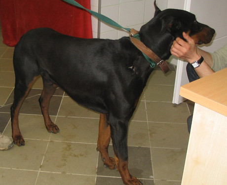 Dobermannrüde Zeus