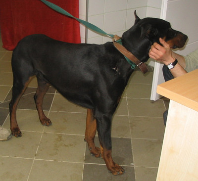 Dobermannrüde Zeus