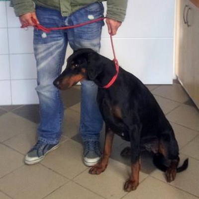 Dobermannhündin Sissy