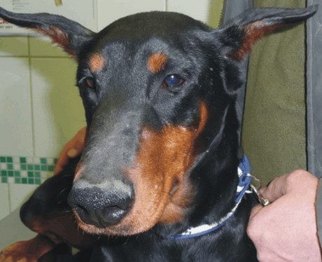 Dobermannhündin Bella