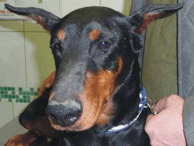 Dobermannhündin Bella