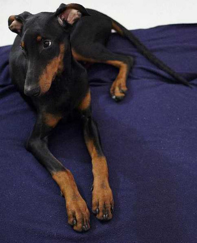 Dobermannhündin Clara