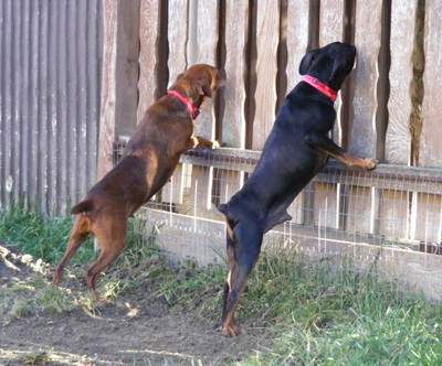 Pinscher/Zwergpinscher Cindy & Bert