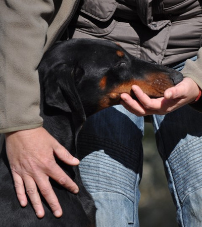 Dobermannhündin Livia