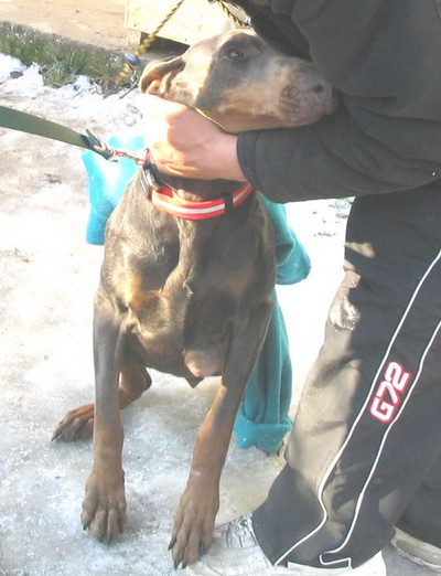 Dobermannhündin Lotti